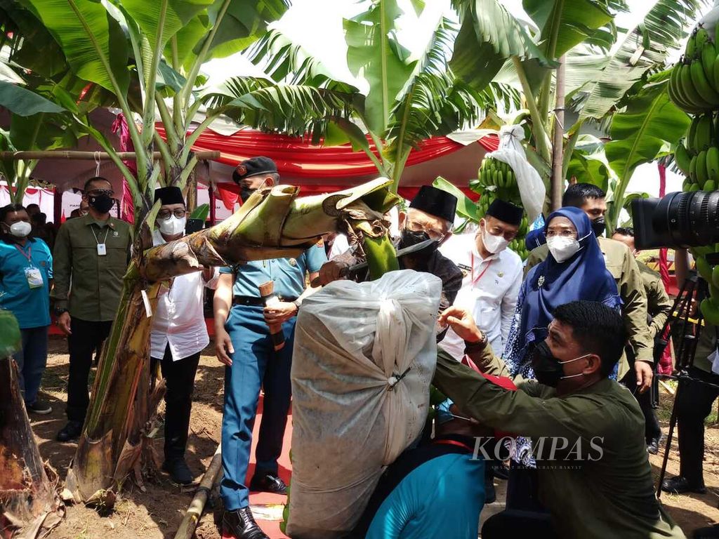 Wakil Presiden Ma’ruf Amin pada acara panen perdana pisang Cavendish dalam rangka program pengembangan hortikultura berorientasi ekspor di Desa Pulung, Kecamatan Pulung, Kabupaten Ponorogo, Provinsi Jawa Timur, Rabu (30/3/2022).