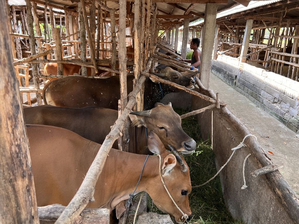 Seorang peternak memberikan rumput kepada sapinya di kandang Kelompok Tani Ternak "Sumber Rejeki" Dusun Bunmudrak, Desa Sukarara, Kecamatan Lombok Tengah, Nusa Tenggara Barat, Rabu (20/7/2022). Di NTB yang pada awal PMK mencatat kasus cukup tinggi, hingga Senin lalu sudah mencapai 78.698 kasus dengan perincian 13.684 ekor sakit, 64.617 ekor sembuh, serta 208 ekor potong bersyarat dan 189 ekor mati.