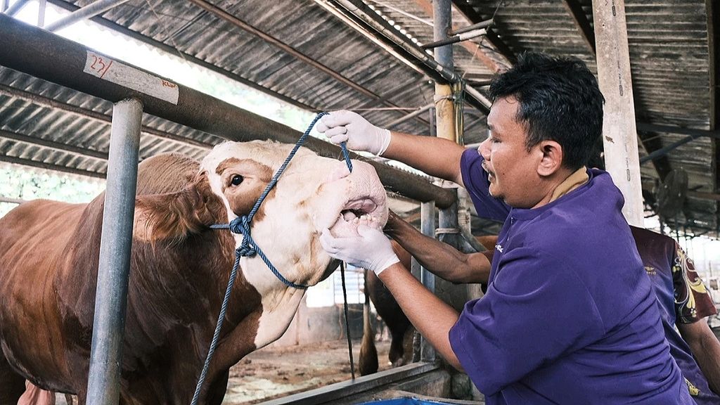 Petugas pemeriksaan hewan kurban dari Dinas Ketahanan Pangan, Pertanian, dan Perikanan (DKP3) Kota Depok memeriksa fisik dan kesehatan sapi di Kecamatan Tapos, Senin (26/6/2023).