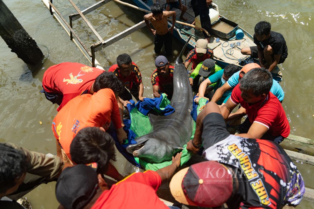 Petugas Damkar Kendari, BKSDA Sulawesi Tenggara, dan tim BPSPL Makassar mengevakuasi seekor lumba-lumba hidung botol (<i>Tursiops truncatus</i>) yang mati di Teluk Kendari, Sulawesi Tenggara, Jumat (4/2/2022). Mamalia ini dibawa dengan menggunakan kapal kecil keluar dari muara sungai menuju Teluk Kendari.