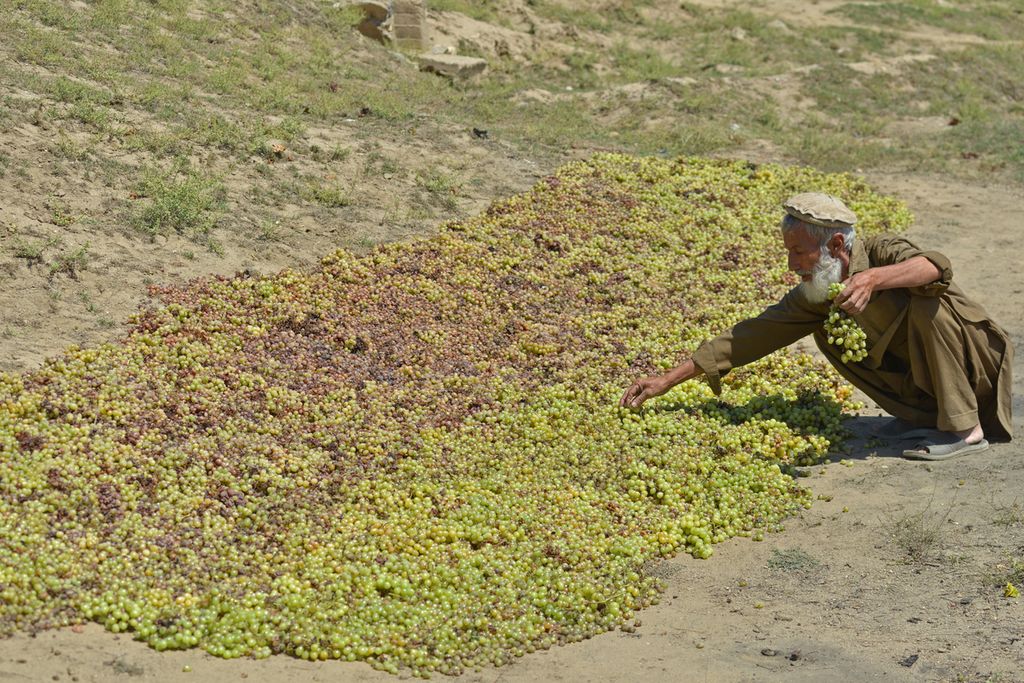 Seorang petani Afghanistan menjemur buah anggur di tanah untuk dijadikan kismis di Provinsi Parwan, Afghanistan, Rabu (31/8/2022).