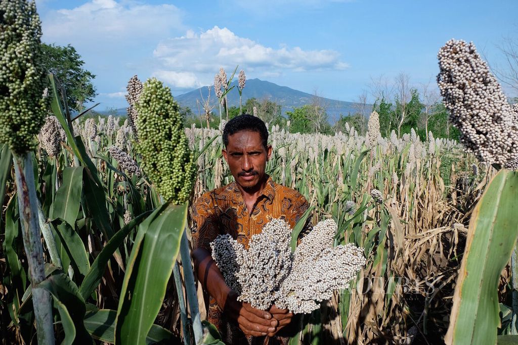 Petani sorgum, Paulus Watokola, menunjukkan sorgum yang baru saja dipanen di ladangnya, Senin (9/5/2016), di Dusun Likotuden, Desa Kawalelo, Kecamatan Demon Pagong, Kabupaten Flores Timur, Nusa Tenggara Timur.