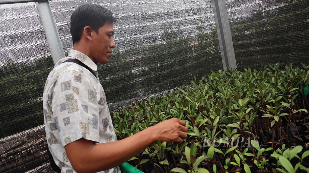 Pegiat lingkungan memeriksa kondisi mangrove di Ketapang Aquaculture, Kampung Pelelangan, Desa Ketapang, Kecamatan Mauk, Kabupaten Tangerang, Banten, Kamis (20/10/2022).