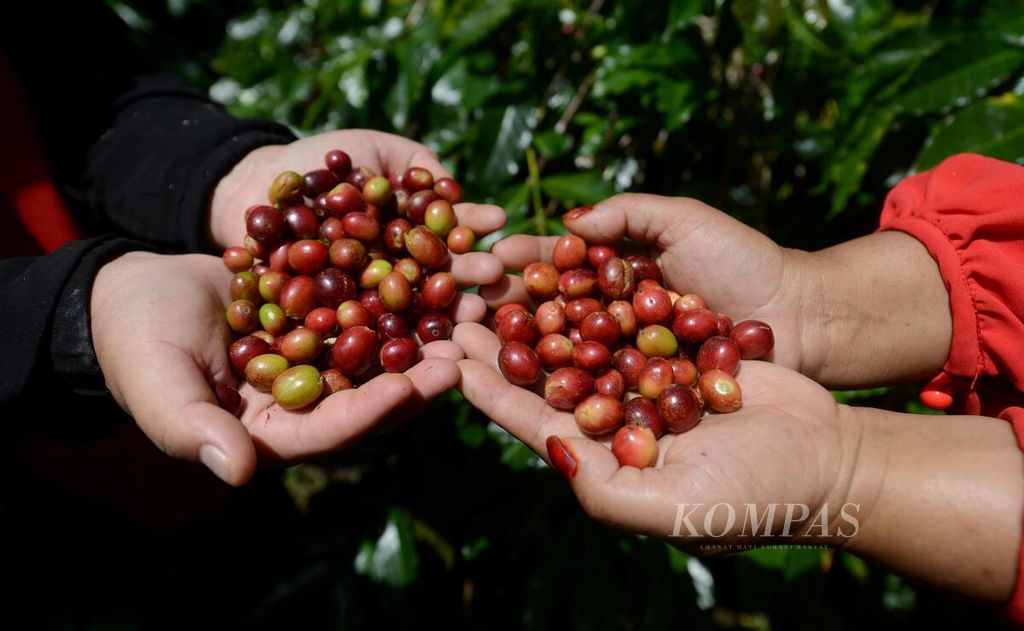 Buah kopi yang baru dipanen pada Festival Panen Kopi Gayo 2023 di Desa Paya Tumpi Baru, Kecamatan Kebayakan, Kabupaten Aceh Tengah, Aceh, Sabtu (25/11/2023).  