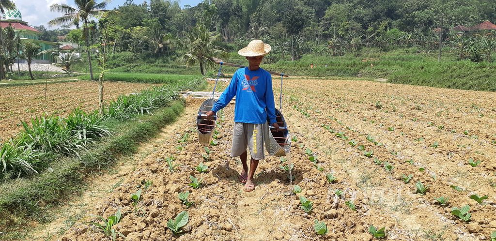 Petani tembakau di Desa Bunbaruh, Kecamatan Kandur, Pamekasan, Sukri (55), menyiram tanaman yang baru ditanam, Rabu (8/5/2024). Tembakau merupakan komoditas ’daun emas’ karena hasilnya menggiurkan dibandingkan dengan padi dan jagung. Produksi mencapai 1,2 ton per hektar dengan harga jual Rp 70.000-Rp 100.000 per kg. 