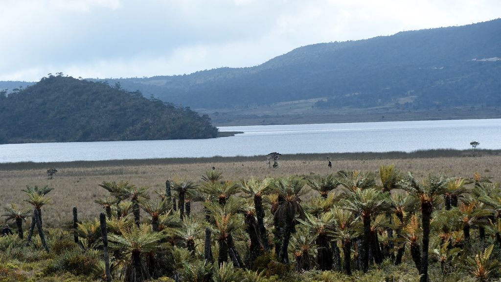 Danau Habema dan pakis purba di kawasan Taman Nasional Lorentz, Kabupaten Jayawijaya, Sabtu (13/11/2021). Pada 1999, kawasan taman nasional dengan luas 2,3 juta hektar ini ditetapkan sebagai situs alam dunia oleh Unesco. 