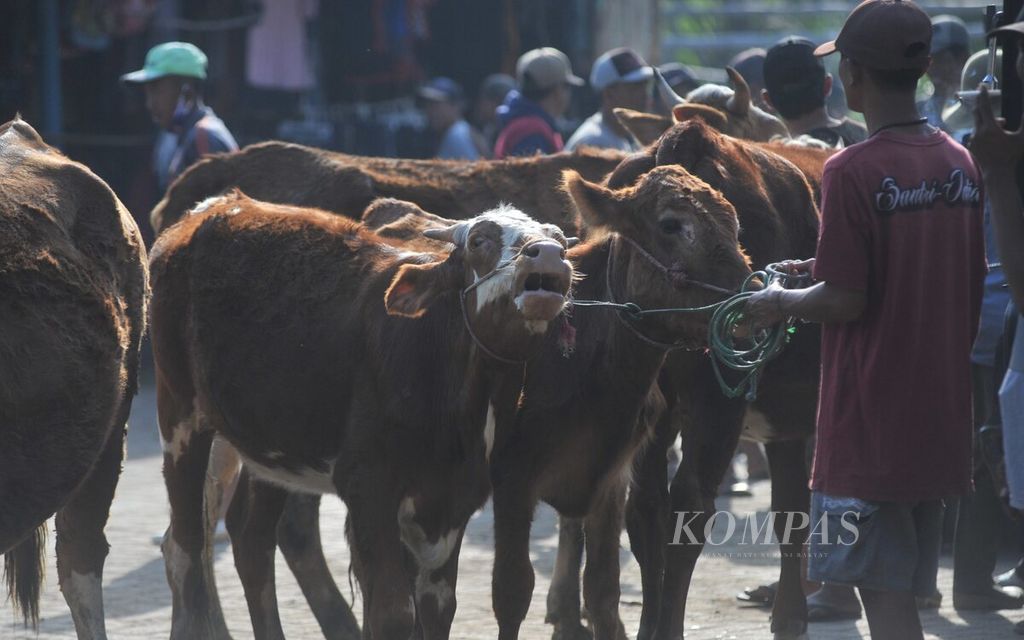 Sapi-sapi yang dijual di Pasar Hewan Asembagus, Situbondo, Kamis (1/6/2023). Jelang Idul Adha, harga sapi mengalami kenaikan hingga 5 persen.  Situbondo menjadi kabupaten/kota dengan populasi ternak sapi terbesar di Jatim dengan jumlah hewan ternak sapi perah maupun sapi potong mencapai 184.533 ekor hingga awal 2023. 