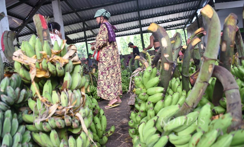 Berbagai jenis pisang yang dijual di Pasar Bendul Merisi, Surabaya, Jawa Timur, Kamis (26/11/2020). Pasar tersebut menjadi pusat jualan pisang dalam partai besar di Surabaya. Pisang-pisang yang dijual berasal dari Kabupaten Lumajang.