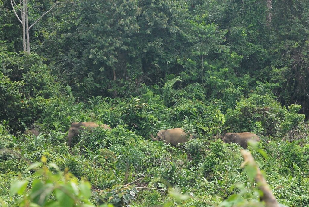 Kawanan gajah sumatera (<i>Elephas maximus sumatranus</i>) melintasi semak belukar di Desa Pemayungan, Kecamatan Sumay, Kabupaten Tebo, Jambi. Kawanan gajah itu kian terdesak oleh berbagai aktivitas manusia dalam hutan. Upaya konservasi mendesak dilakukan demi menghindari kepunahan satwa dilindungi tersebut.