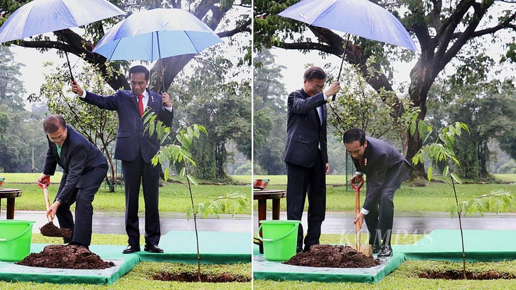 Presiden Joko Widodo dan Presiden Korea Selatan Moon Jae-In menanam pohon gaharu atau <i>agarwood</i> (<i>Aquilaria beccarain</i>) di halaman Istana Bogor, Kamis (9/11/2017). Bergantian Presiden Joko Widodo dan Presiden Moon saling memayungi.