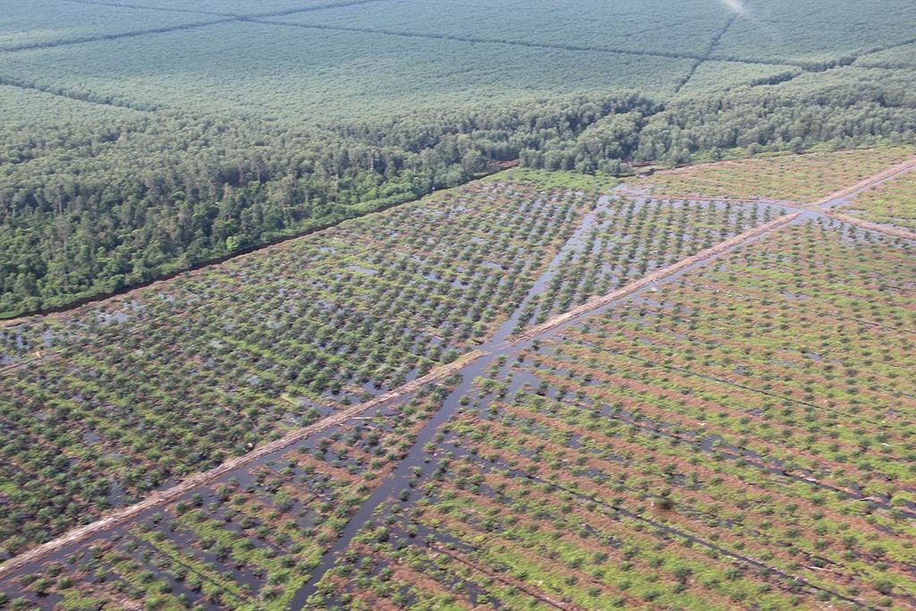 Ilustrasi: Salah satu kawasan gambut yang ditanami kelapa sawit dan akasia di Riau.