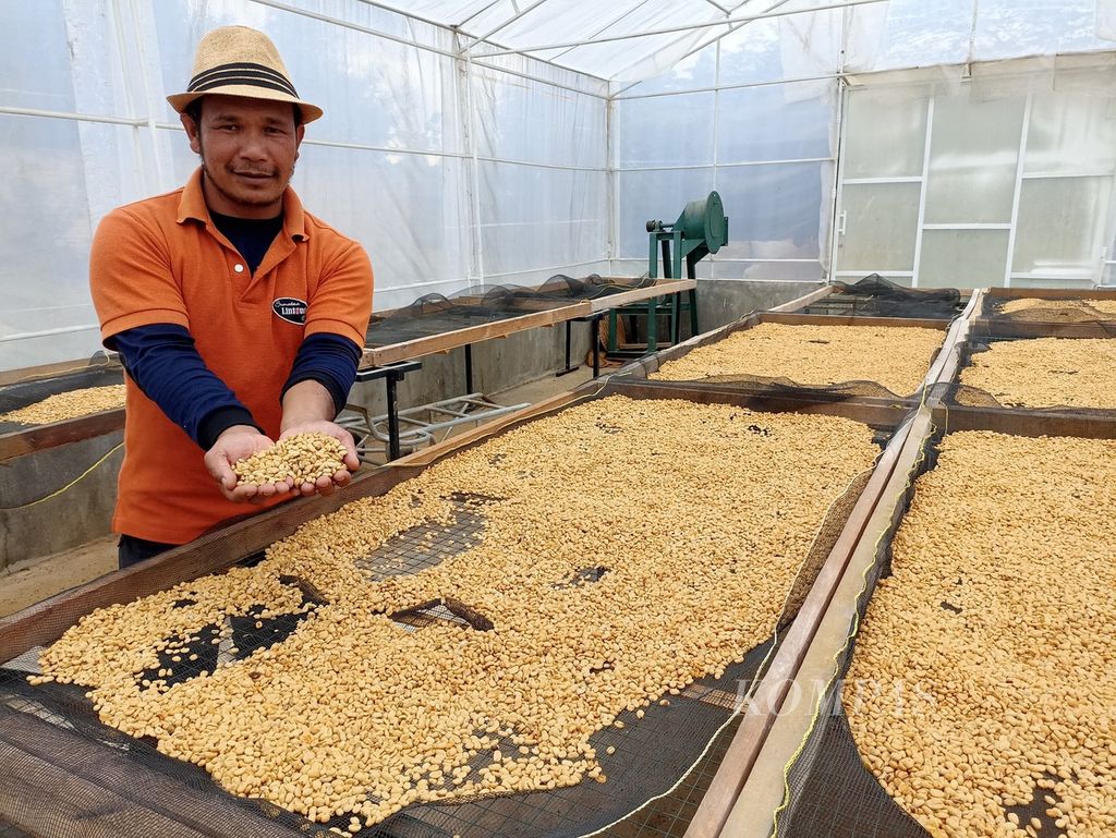 Petani kopi Abdul Gani Silaban menjemur kopi arabika Sumatera Lintong di Kecamatan Lintong Nihuta, Kabupaten Humbang Hasundutan, Sumatera Utara, Jumat (21/6/2024).