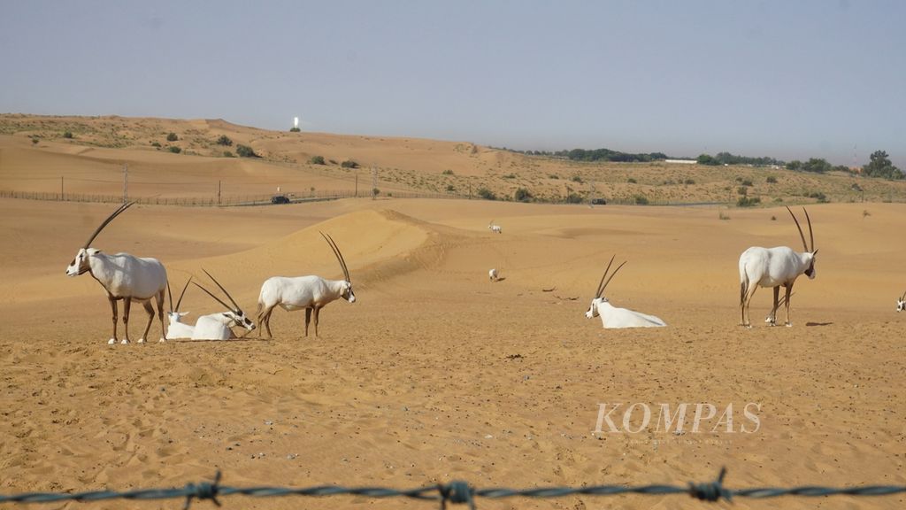 Sejumlah oryx, binatang khas Uni Emirat Arab, di sebuah penangkaran di Gurun Dubai, Dubai, Uni Emirat Arab, Jumat (22/3/2024) pagi.