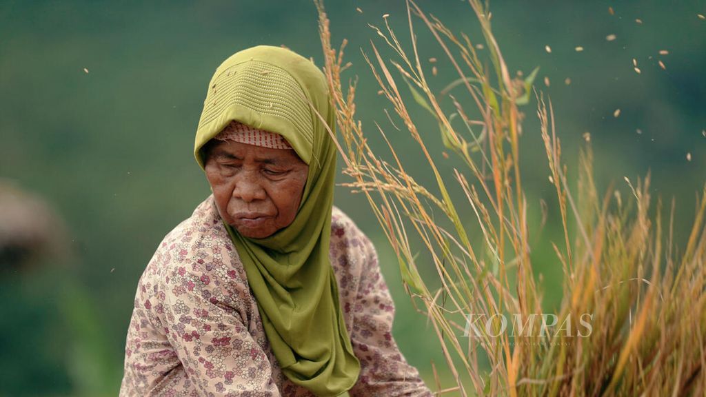Buruh tani, Bi Anah, merontokkan padi merah di Desa Sukanegara, Kecamatan Jonggol, Kabupaten Bogor, Jawa Barat, Rabu (11/5/2022). 