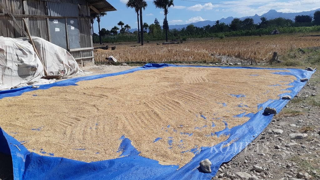 Padi yang baru saja dipanen di Desa Manusak, Kecamatan Kupang Timur, Kabupaten Kupang, NTT. Seperti pada Kamis (8/7/2021) sebagian petani sedang menyiapkan lahan dan sebagian lagi sudah menanam. Air yang digunakan itu berasal dari Bendungan Raknamo.