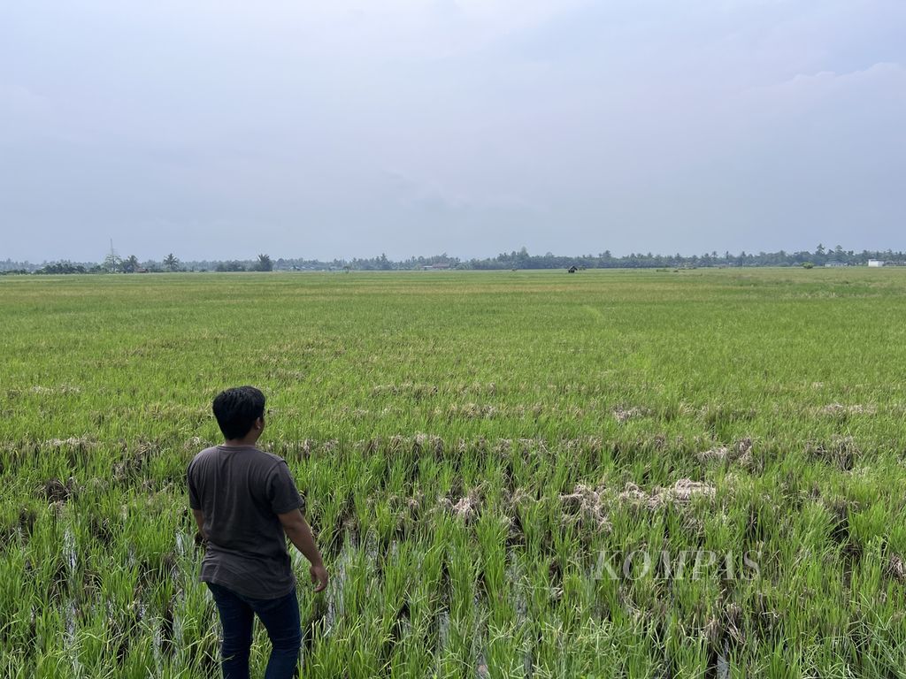 Hamparan sawah yang tersisa di Desa Lasampi, Kecamatan Bumi Raya, Morowali, Sulawesi Tengah, Sabtu (30/12/2023).