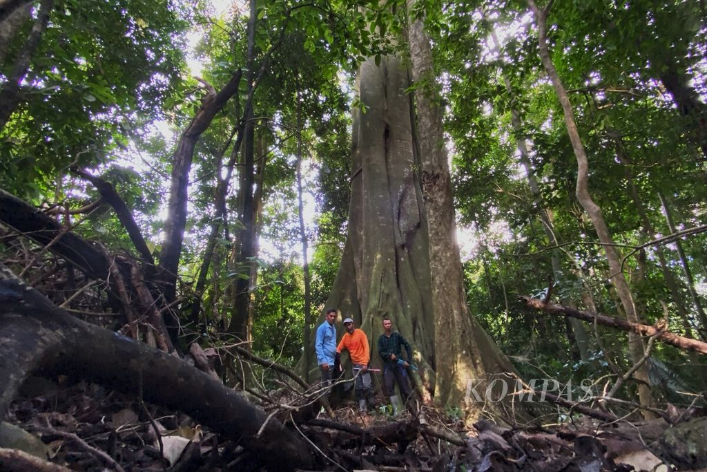 Masyarakat adat melakukan patroli di hutan adat milik Mukim Blang Birah, Kecamatan Peudada, Kabupaten Bireuen, Provinsi Aceh, Rabu (15/11/2023). Mukim Blang Birah memperoleh pengakuan hak hutan adat seluas 2.422 hektar.