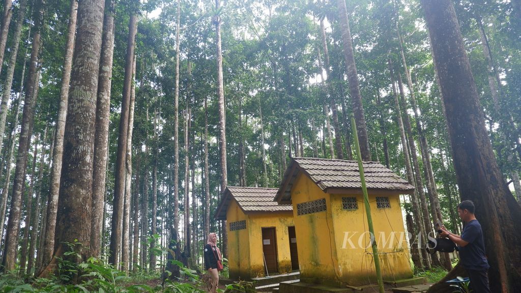 Pengunjung berfoto di dalam kawasan Ekowisata Hutan Meranti, Kabupaten Kotabaru, Kalimantan Selatan, Kamis (7/7/2022). Dalam kawasan hutan meranti seluas 8,3 hektar itu, terdapat lebih dari 1.300 tegakan meranti putih dan meranti merah. Hutan tersebut menjadi tempat wisata sekaligus tempat penelitian.