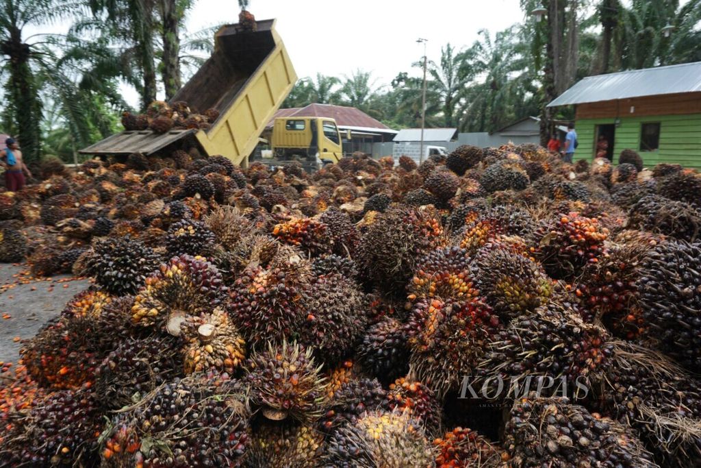 Kelapa sawit di tempat penjualan di Kabupaten Nagan Raya, Aceh, sebelum diangkut ke pabrik kelapa sawit, Juni 2018.