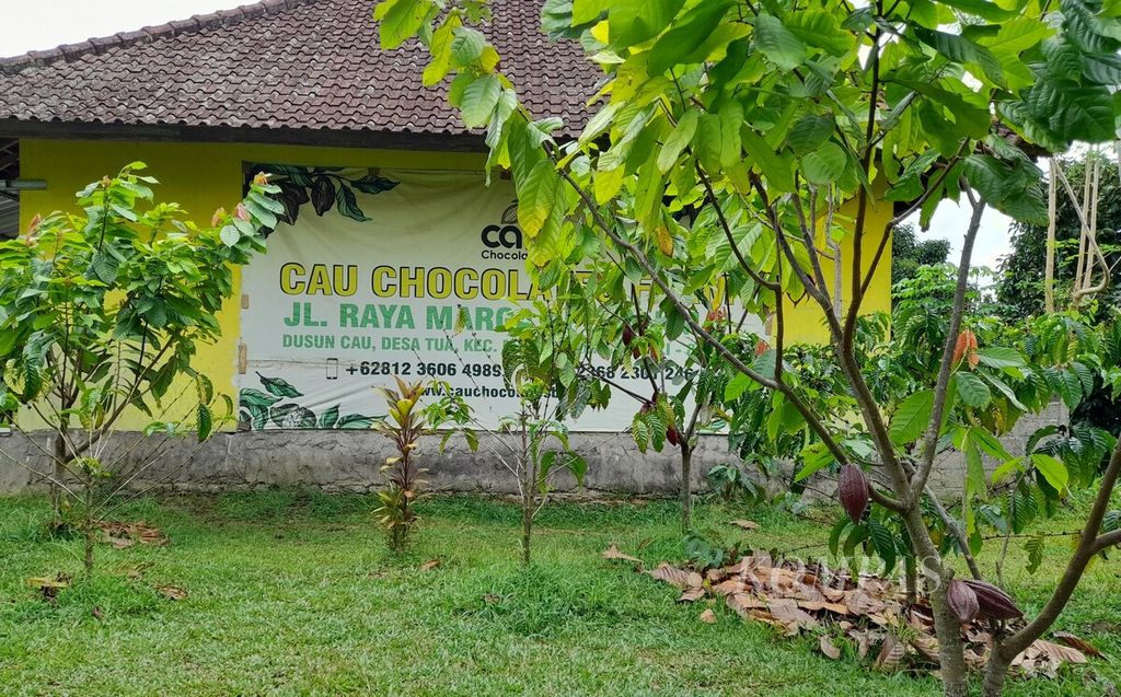 Tanaman kakao di kebun Pusat Pelatihan Pertanian dan Perdesaan Swadaya (P4S) Cau Chocolates Bali di Dusun Cau, Desa Tua Petiga, Kecamatan Marga, Kabupaten Tabanan, Senin (13/11/2023).