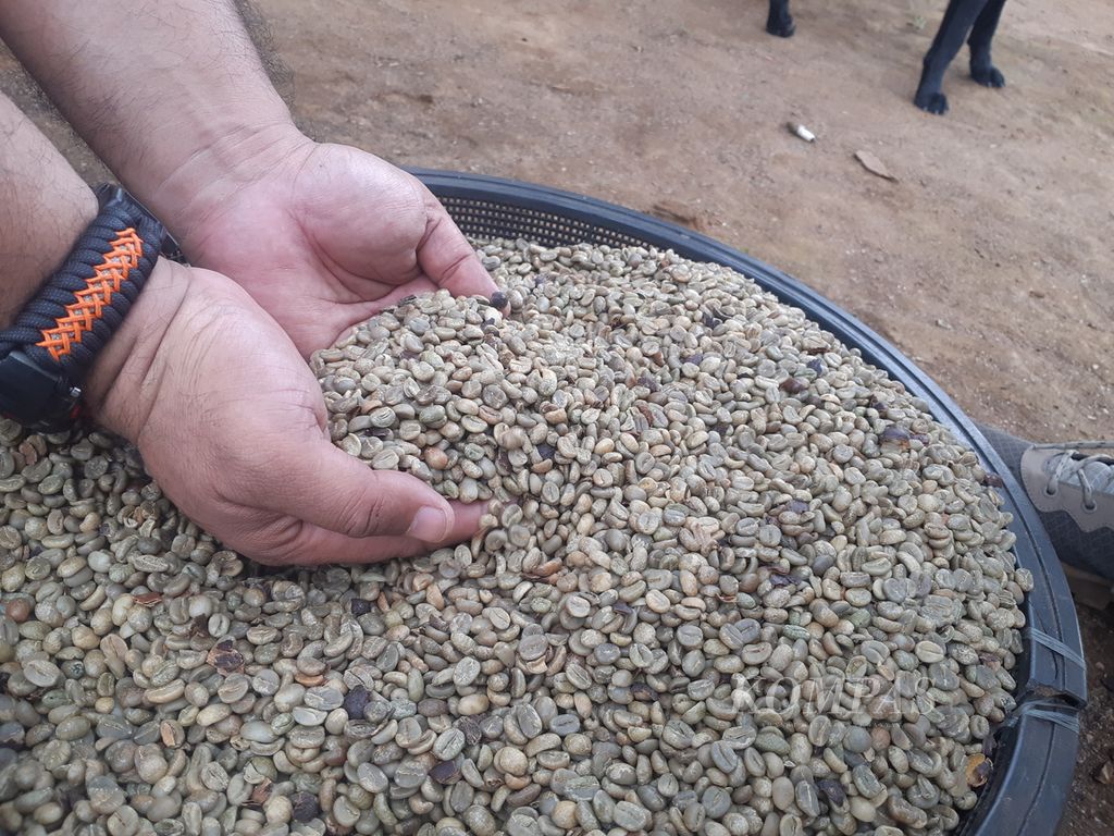 Petani kopi di Dusun IV, Desa Cahaya Alam, Kecamatan Semende Darat Ulu, Kabupaten Muara Enim, Sumatera Selatan, menunjukkan biji kopi arabika, Selasa (19/7/2022). Kopi menjadi salah satu komoditas unggulan di desa ini. Bahkan, biji kopi dipasarkan hingga ke luar Sumsel dan luar negeri.