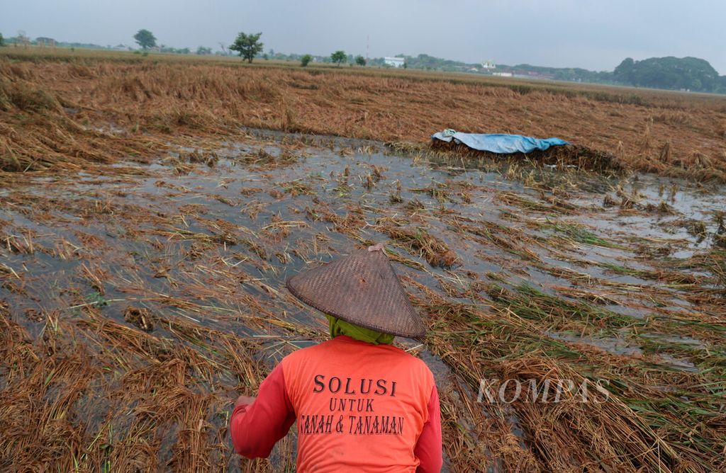 Petani yang harus mengalami kerugian gagal panen setelah sawah mereka terkena banjir yang melanda Desa Cangkring di Kecamatan Karanganyar, Kabupaten Demak, Jawa Tengah, Sabtu (24/2/2024).