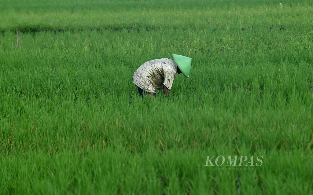 Petani di Kecamatan Sedati, Kabupaten Sidoarjo, Jawa Timur, Rabu (8/6/2022). Alih fungsi lahan pertanian di Sidoarjo tidak terelakkan akibat permintaan kawasan hunian terus meningkat. Alih fungsi lahan menjadi salah satu faktor yang bisa membuat produksi padi menurun. 