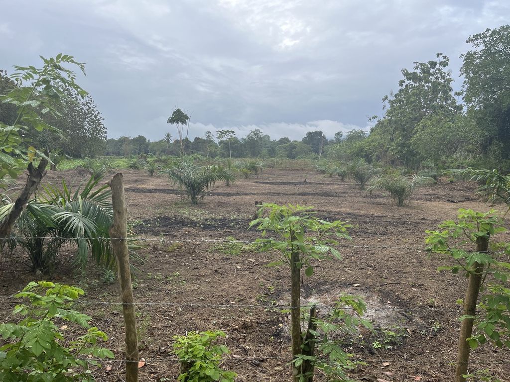 Lahan bekas proyek cetak sawah tahun 2017 di Desa Lalonggombu, Kecamatan Lainea, Konawe Selatan, Sulawesi Tenggara, sebagian telah ditanami kelapa sawit, seperti terlihat pada Rabu (23/9/2023). Para petani tidak lagi menanami padi karena kerap gagal panen akibat kurang air. 