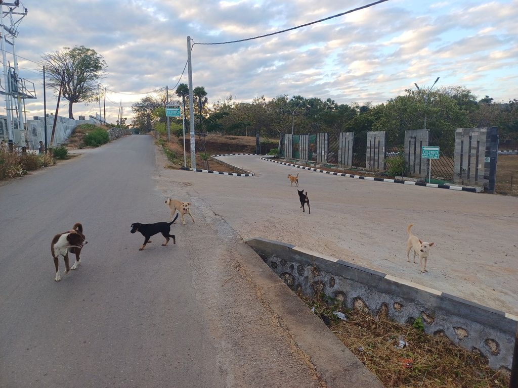 Sejumlah anjing milik warga di Kelurahan Naimata, depan rumah sakit Jiwa Naimata Kota Kupang, Kamis (29/6/2023)  berkeliaran bebas. Kota Kupang pun sudah dinyatakan terpapar virus rabies. Belum ada kebijakan Pemkot agar warga mengikat atau mengandangkan anjing peliharaannya.