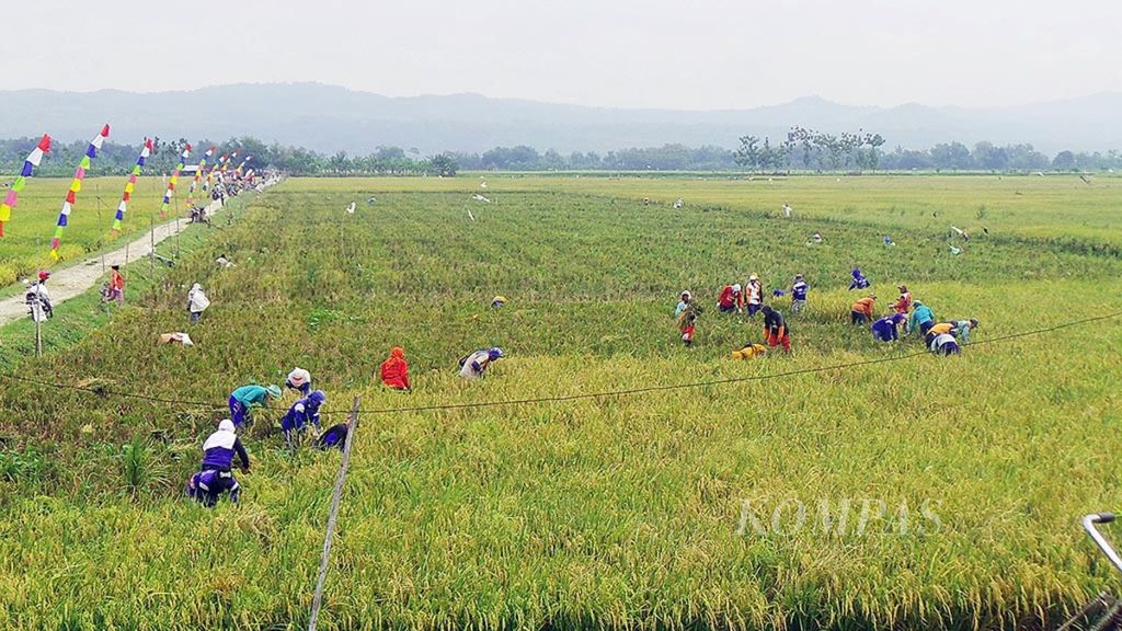 Panen padi di Desa Ngeluk, Kecamatan Penawangan, Kabupaten Grobogan, Jawa Tengah, Kamis (11/1/2018).