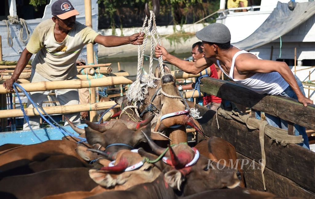 Pekerja memeriksa sapi asal NTT yang baru tiba di Pelabuhan Kalimas, Surabaya, Rabu (19/8/2015). Sapi-sapi itu untuk memenuhi kebutuhan daging sapi di DKI Jakarta.