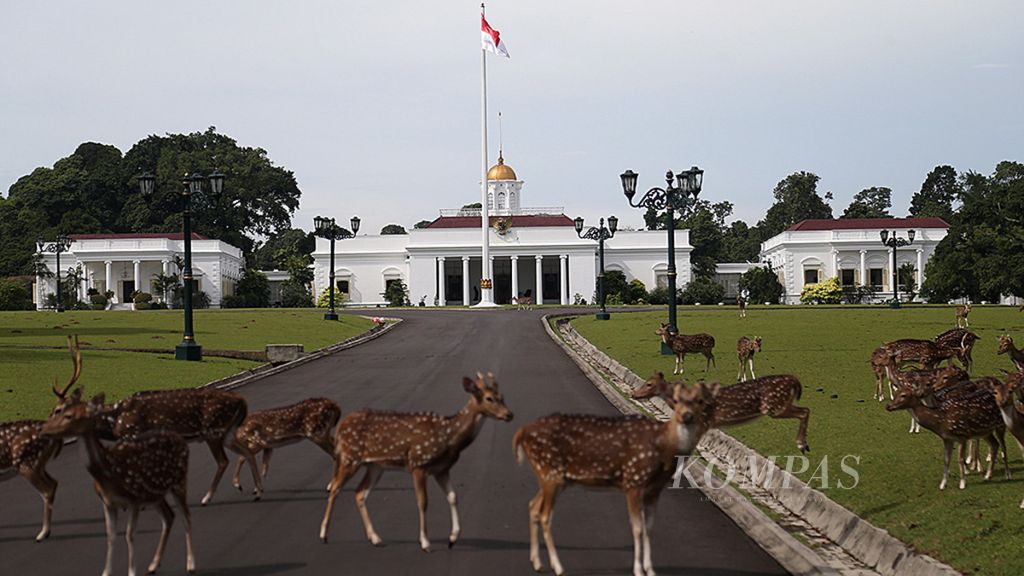 Sejumlah rusa di depan Istana Bogor, 28 April 2017. 
