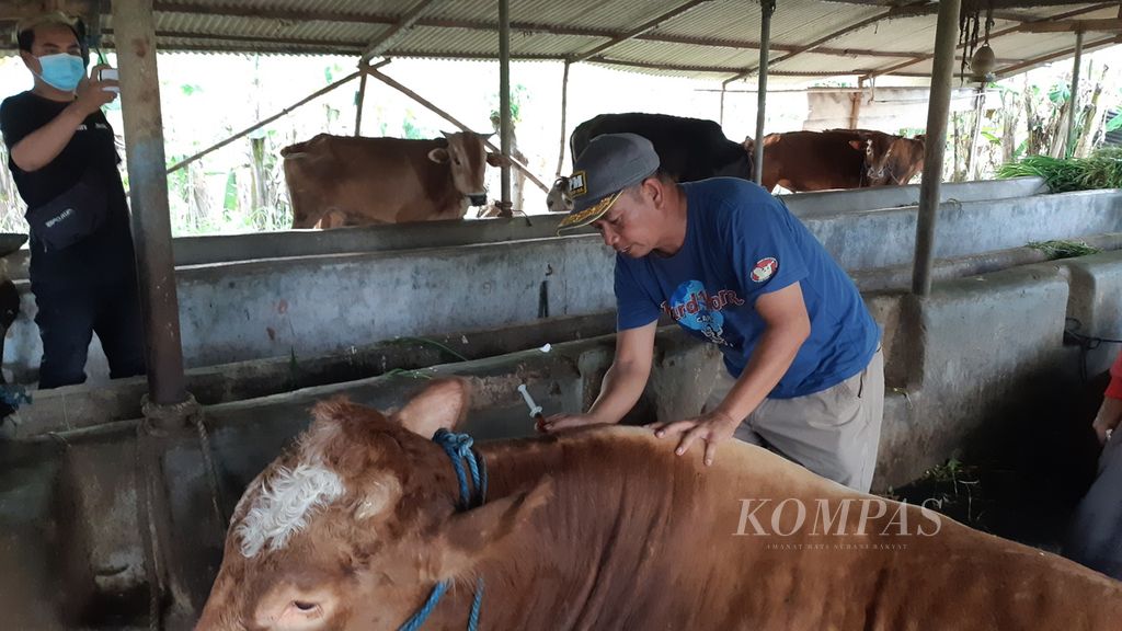 Peternak menyuntikkan vitamin B Kompleks pada sapi peliharaannya di Desa Gagang Kepuhsari, Kabupaten Sidoarjo, Selasa (10/5/2022).