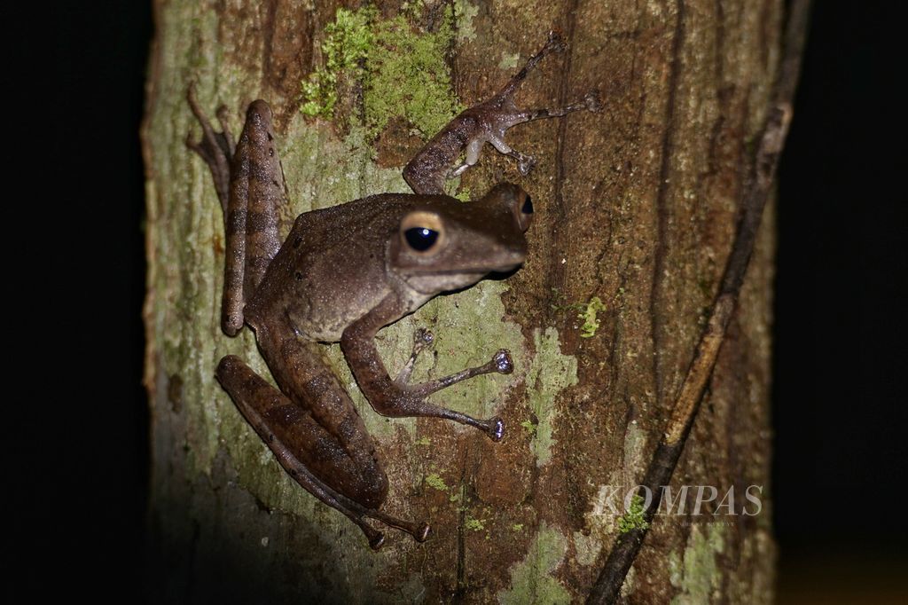 Seekor katak bertengger di salah satu batang pohon di Hutan Lindung Sungai Wain, Kota Balikpapan, Kalimantan Timur, Sabtu (4/2/2023) malam.