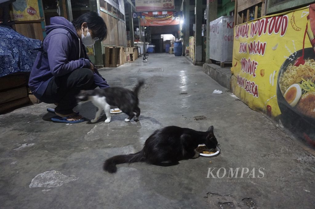 Sukarelawan komunitas Peduli Kucing Pasar Jogja memberi pakan kepada sejumlah kucing di Pasar Demangan, Yogyakarta, Rabu (20/7/2022) malam. 