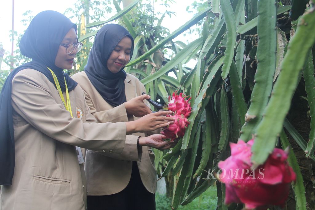 Mahasiswa UGM memetik buah naga untuk dibuat menjadi berbagai produk olahan, Jumat (28/7/2023), di Desa Sumbermulyo, Kecamatan Pesanggaran, Kabupaten Banyuwangi, Jatim. 