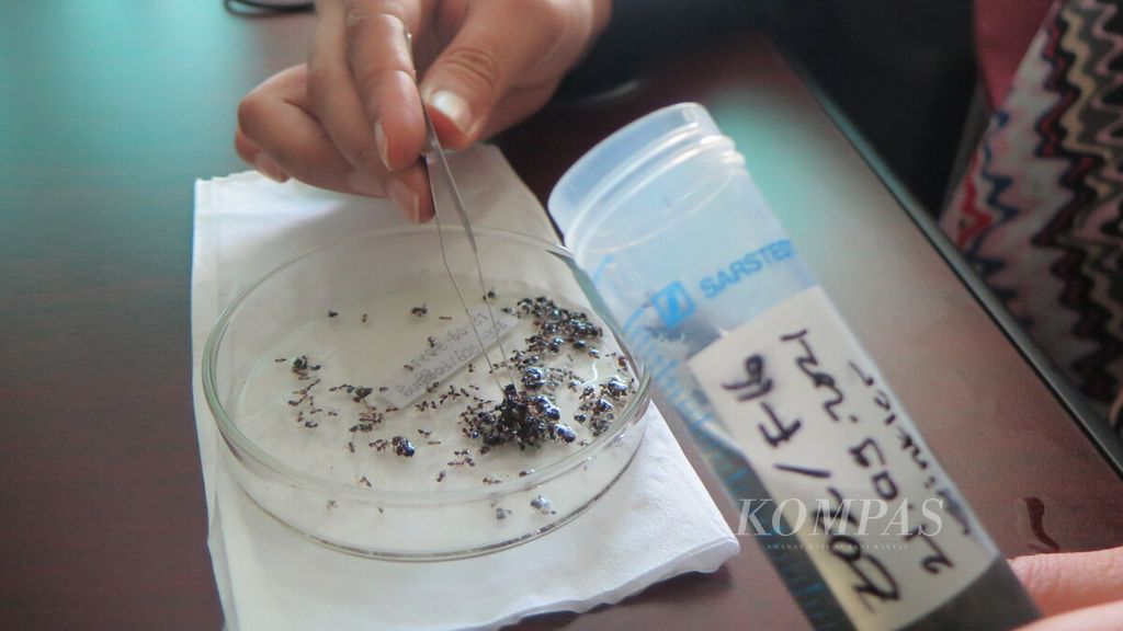 Riset semut menjadi bagian proyek Kolaborasi Riset Jerman-Indonesia CRC990 - EFForTS. Riset kolaboratif itu melibatkan IPB, Universitas Jambi, Universitas Tadulako, dan Universitas Gottingen. Gambar diambil 30 Desember 2021.