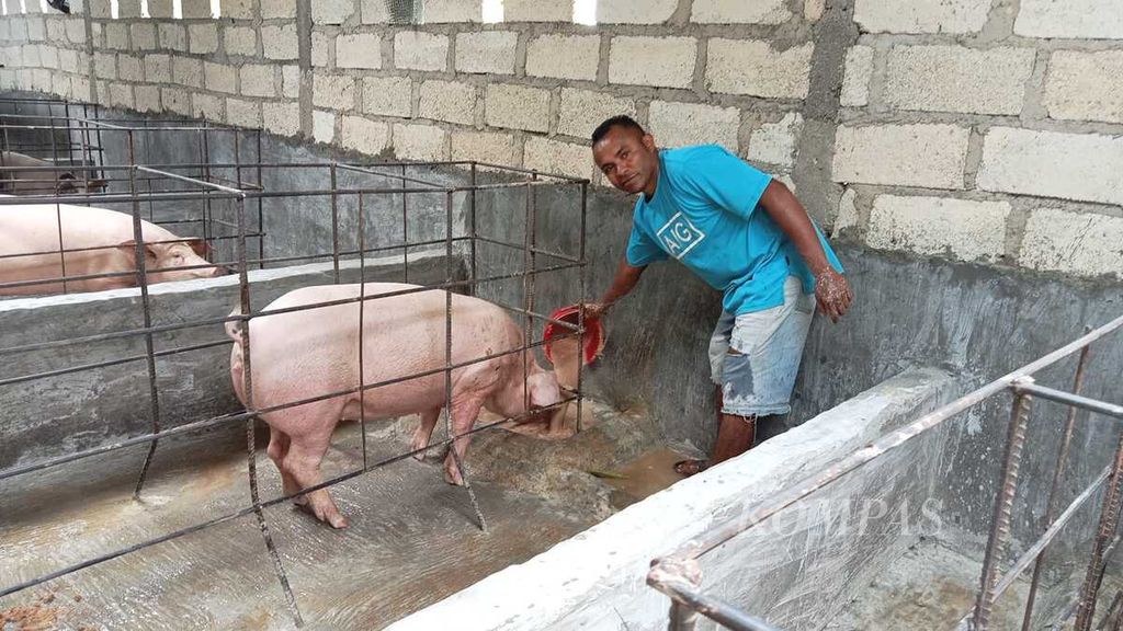 Joni Tamael memberi makan babi pada siang hari di Kupang, Selasa (3/1/2023).