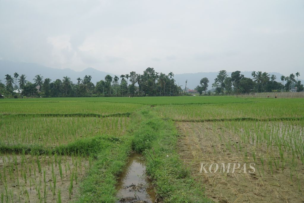 Kondisi padi yang baru ditanam beberapa hari oleh petani di Kelurahan Sungai Sapih, Kecamatan Kuranji, Kota Padang, Sumatera Barat, Jumat (25/8/2023). Hingga saat ini, areal persawahan di Kota Padang belum terdampak fenomena El Nino yang menyebabkan kemarau panjang.