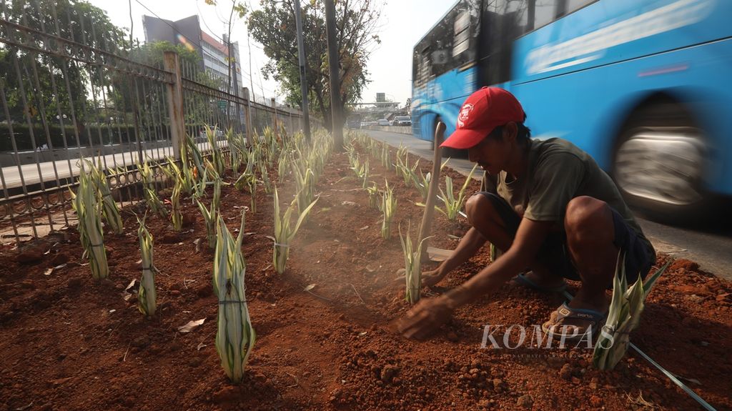 Pekerja menanam tanaman agave di taman median Jalan Perintis Kemerdekaan, Jakarta Utara, Rabu (23/10/2019). Pemerintah Provinsi DKI menanam 100.000 tanaman bugenvil dan lidah mertua untuk mengurangi polusi udara.