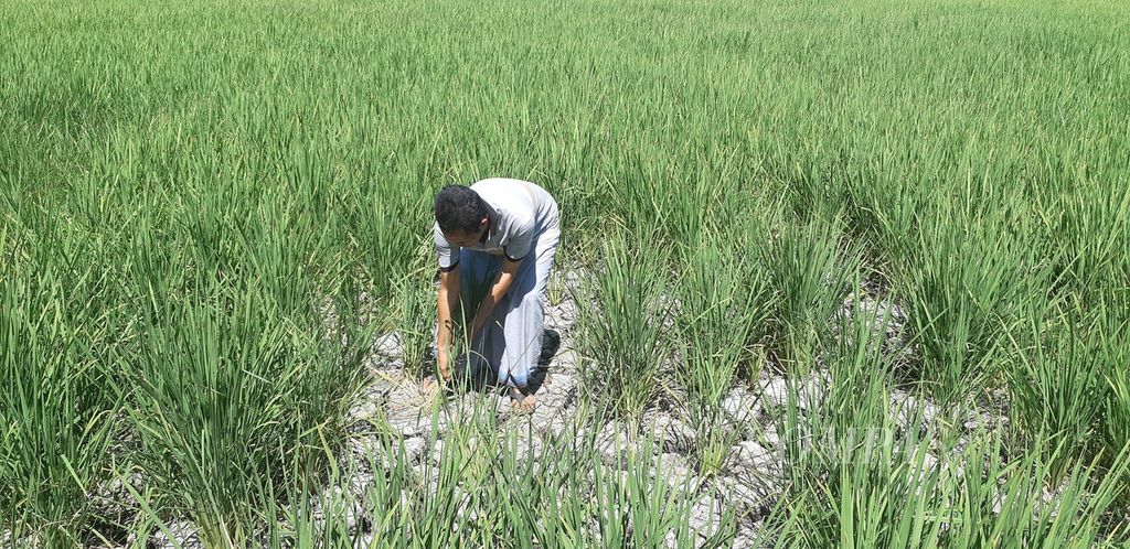 Rozi (45) petani di Desa Sentul, Kecamatan Tanggulangin, Sidoarjo, memeriksa tanaman padinya yang mengalami kekeringan, Kamis (24/8/2023). Tanaman itu sudah berusia 40 hari dan mulai mengandung bulir beras.