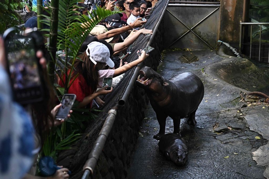 Moo Deng, anakan kuda nil kerdil di Kebun Binatang Khao Kheow, tidur di bawah kaki induknya di Si Racha, Provinsi Chonburi, Thailand, 15 September 2024. 