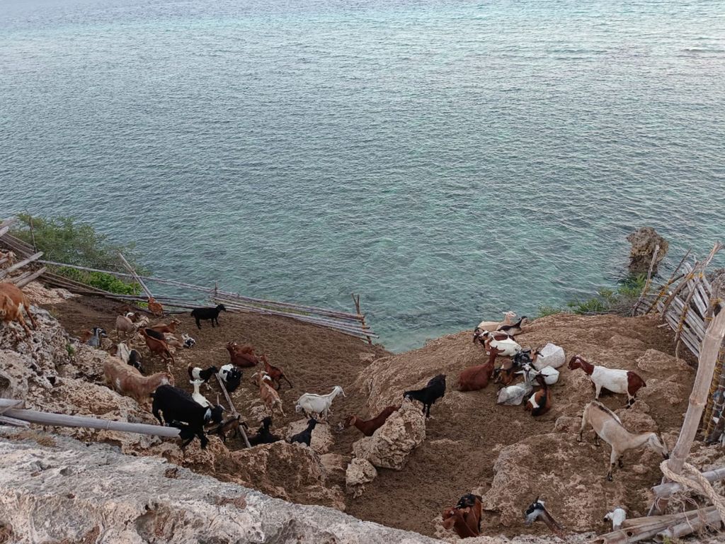 Ternak kambing di Pulau Kisar, Kabupaten Maluku Barat Daya, Maluku, pada Januari 2023 lalu.