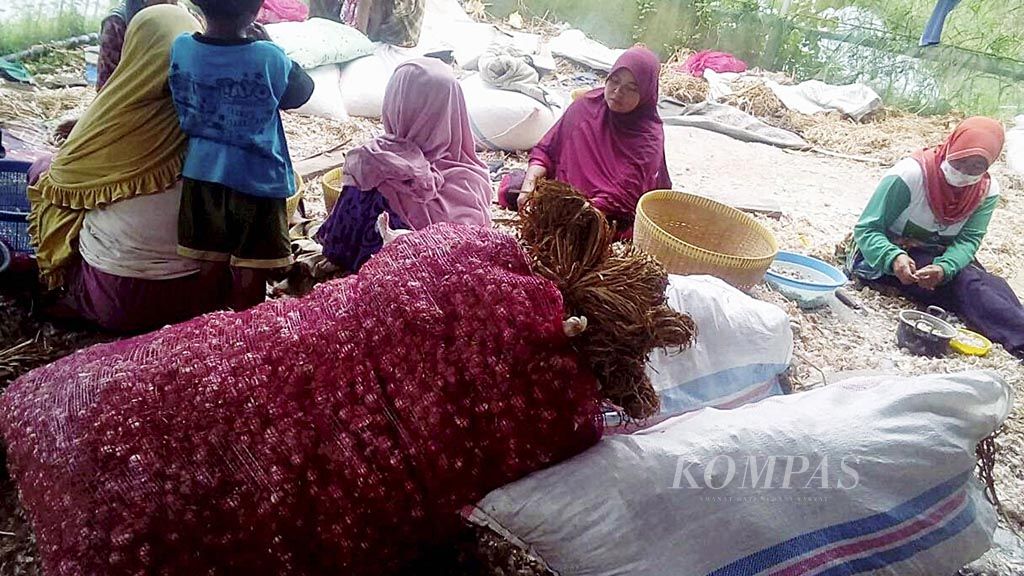 Para ibu rumah tangga di Desa Sembalun Lawang, Lombok Timur, Nusa Tenggara Barat, sedang menyortir bawang putih sebelum ditanam di sawah.