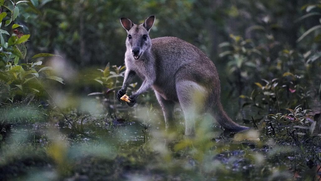 Kangaroos are seen in Bomisai, Wasur National Park, Merauke, Papua, on Thursday (12/3/2020). There are three endemic marsupials in the forest conservation area, namely the agile kangaroo (Macropus agilis), the forest/ordinary kangaroo (Darcopsis veterum) and the bus kangaroo (Thylogale brunii).