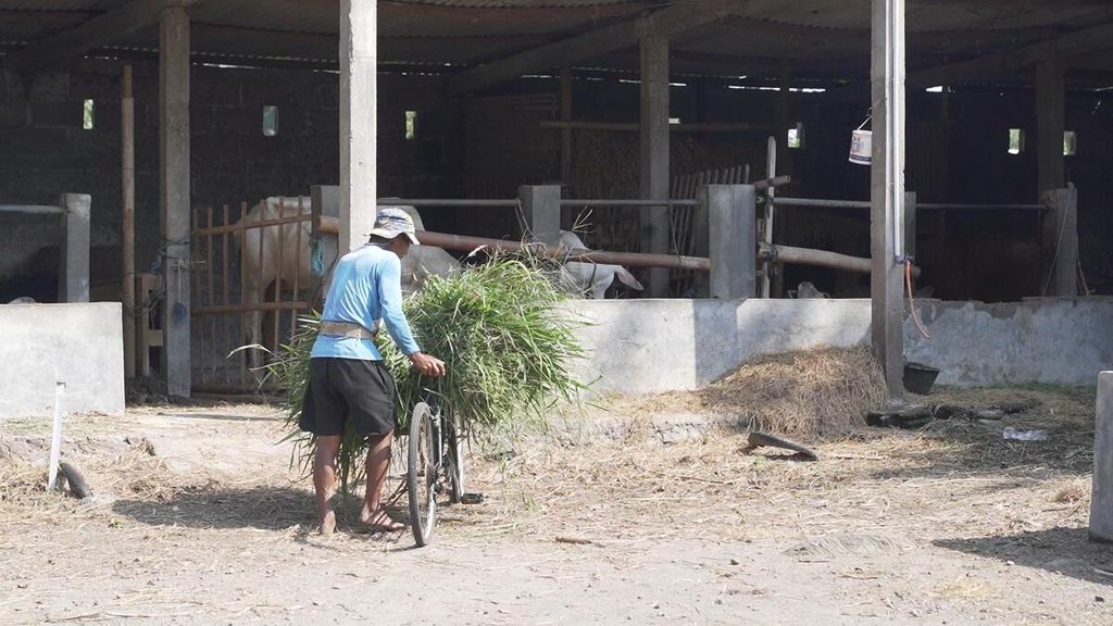 Kandang sapi di Ngemplak, Jogjakarta yang menerapkan sistem lockdown untuk mencegah PMK masuk ke kandangnya, Rabu (22/6)