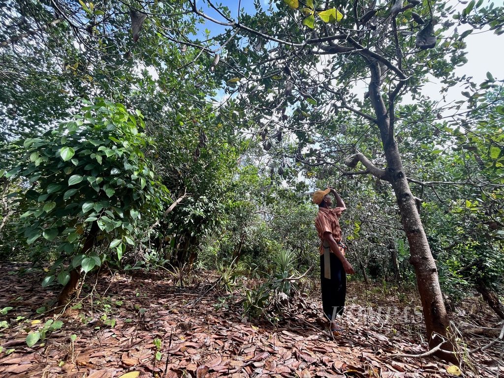 Abdul Latif (60) merapikan tanaman metenya yang diserang hama dan terganggu debu pertambangan nikel di Desa Sukarela Jaya, Wawonii Tenggara, Konawe Kepulauan, Sulawesi Tenggara, Kamis (1/6/2023). Hasil panen mete di kebunnya terus turun beberapa tahun terakhir.
