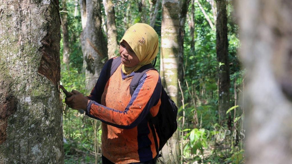 Petani di Desa Ie Jeureungeh, Kecamatan Sampoiniet, Kabupaten Aceh Jaya, Provinsi Aceh, menderes karet, Kamis (1/2). Harga karet di tingkat petani saat ini Rp 7.500 per kilogram, padahal lima tahun lalu harga jual di tingkat petani mencapai Rp 10.000 per kilogram.