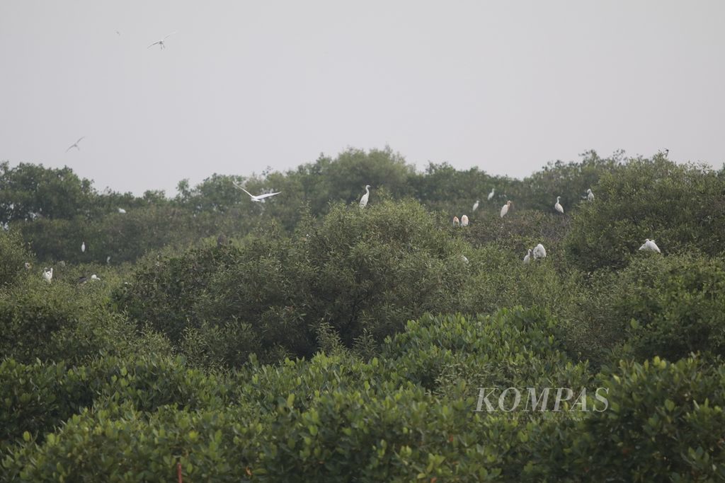 Pemandangan rombongan burung blekok pulang kembali ke sarangnya di kawasan hutan mangrove Kampung Blekok, Desa Klatakan, Kabupaten Situbondo, Jawa Timur, Senin (28/3/2022). 
