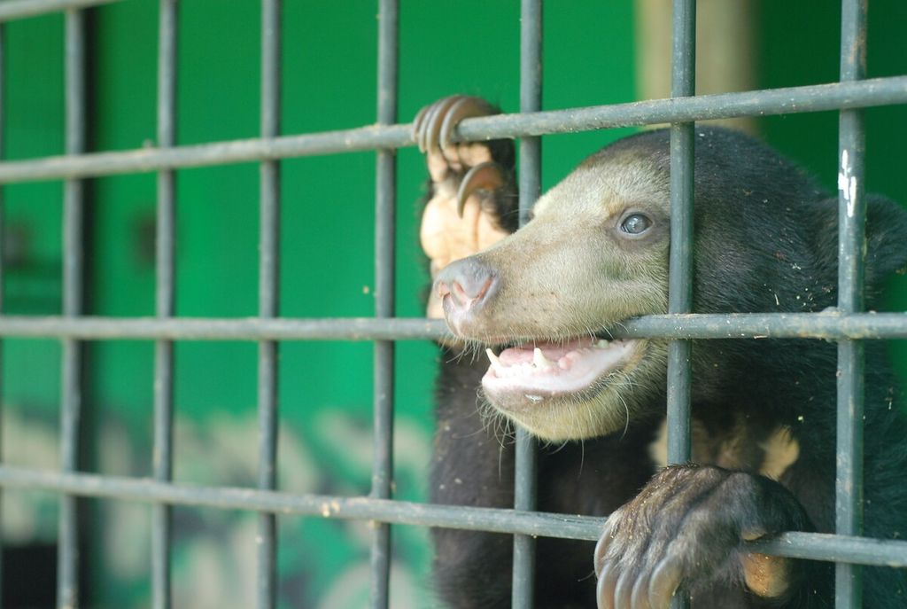 Seekor beruang madu di Tempat Penyelamatan Satwa milik Balai Konservasi Sumber Daya Alam Jambi, Kota Jambi, Senin (22/3/2021).